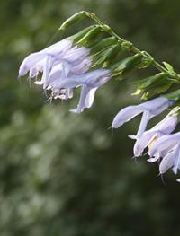 Salvia guaranitica 'Argentine Skies'             